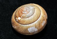 金崙栗蝸藏品圖，第5張