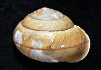 金崙栗蝸藏品圖，第6張