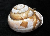 金崙栗蝸藏品圖，第2張