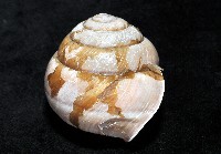 金崙栗蝸藏品圖，第3張