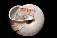 金崙栗蝸藏品圖，第4張