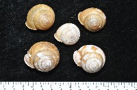 金崙栗蝸藏品圖，第6張