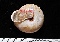 金崙栗蝸藏品圖，第2張