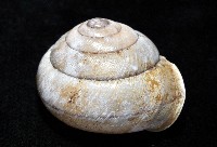 金崙栗蝸藏品圖，第4張