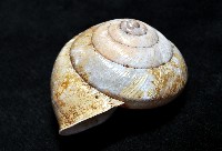 金崙栗蝸藏品圖，第5張