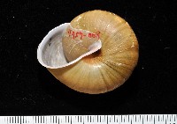 金崙栗蝸藏品圖，第2張