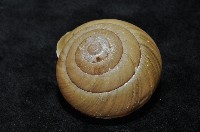 金崙栗蝸藏品圖，第3張