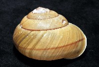 金崙栗蝸藏品圖，第4張