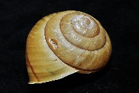 金崙栗蝸藏品圖，第6張
