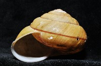 金崙栗蝸藏品圖，第7張