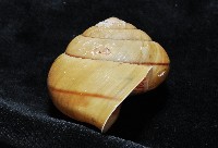 金崙栗蝸藏品圖，第8張