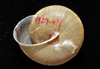金崙栗蝸藏品圖，第2張