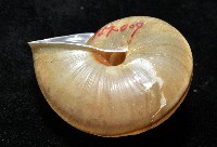 金崙栗蝸藏品圖，第3張