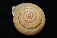 金崙栗蝸藏品圖，第4張