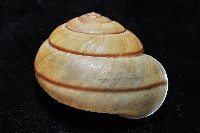 金崙栗蝸藏品圖，第5張