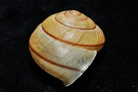 金崙栗蝸藏品圖，第6張