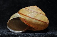 金崙栗蝸藏品圖，第9張
