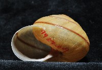 金崙栗蝸藏品圖，第10張