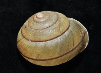金崙栗蝸藏品圖，第5張