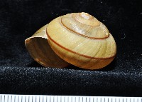 金崙栗蝸藏品圖，第8張