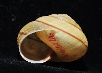 金崙栗蝸藏品圖，第9張