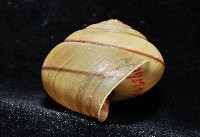 金崙栗蝸藏品圖，第10張
