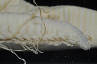 日本臭海蛹藏品圖，第7張