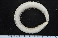 日本臭海蛹藏品圖，第8張