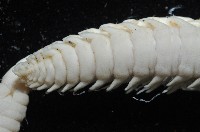 日本臭海蛹藏品圖，第12張
