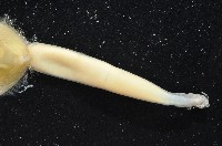 亞氏海豆芽藏品圖，第2張