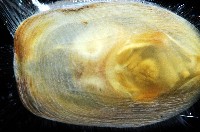 亞氏海豆芽藏品圖，第5張