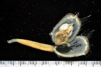 亞氏海豆芽藏品圖，第6張