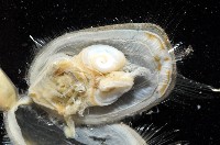 亞氏海豆芽藏品圖，第7張