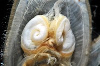 亞氏海豆芽藏品圖，第8張