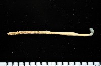 未知種白沙箸藏品圖，第3張