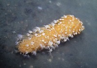 未知種海仙人掌藏品圖，第3張