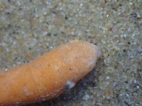 未知種海仙人掌藏品圖，第4張