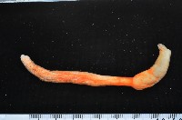 未知種海仙人掌藏品圖，第5張