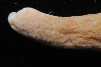 未知種海仙人掌藏品圖，第7張