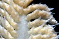 未知種棘海鰓藏品圖，第4張