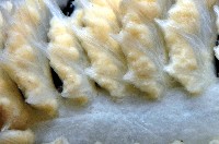 未知種棘海鰓藏品圖，第5張