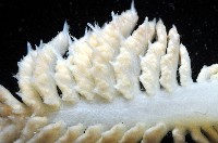 未知種棘海鰓藏品圖，第6張