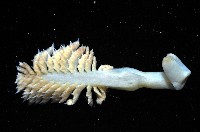未知種棘海鰓藏品圖，第8張