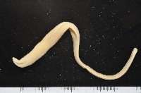 無溝紐蟲之一種藏品圖，第2張