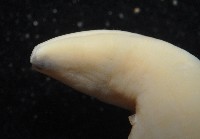無溝紐蟲之一種藏品圖，第6張