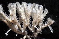 未知種管孔苔蟲藏品圖，第2張