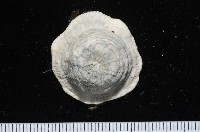 螅形美麗海葵藏品圖，第1張