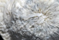 螅形美麗海葵藏品圖，第2張