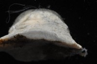 螅形美麗海葵藏品圖，第4張