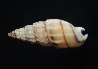 百肋織紋螺(暫譯)藏品圖，第2張